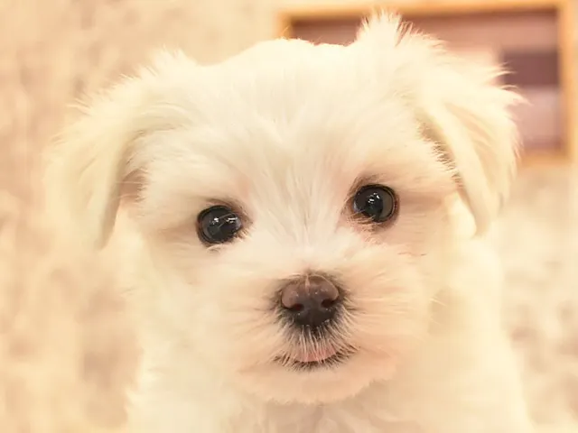 埼玉県のマルチーズ (ペッツワン蓮田店/2025年4月27日生まれ/男の子/ホワイト)の子犬